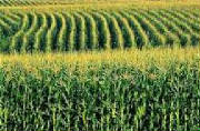 cornfield.jpg