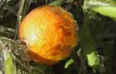frostedorange.jpg