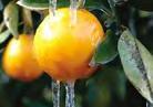 frozenorange.jpg